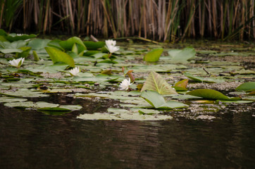 water lily in Danube delta
