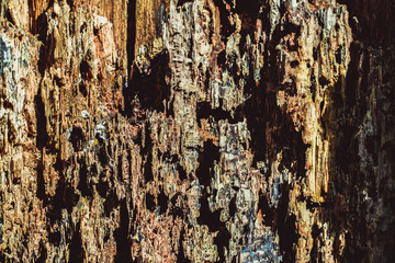 Obraz premium Old rotten wood with dirt and spiderweb