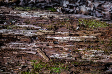 Fototapeta premium Old rotten wood with dirt and spiderweb