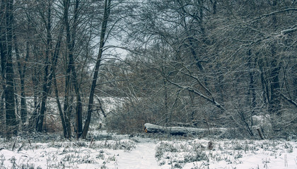 Winter forests