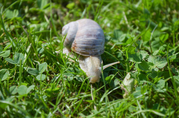 frontal view of a roman snail (helix pomatia) on the lawn