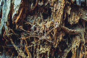 Old rotten wood with dirt and spiderweb