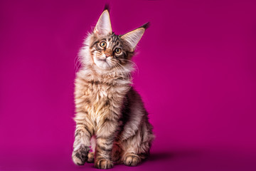 Adorable cute maine coon kitten on purple background in studio, isolated.