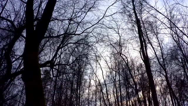 Gloomy leafless trees in the mixed forest at wind. 