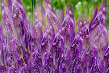 Spring background. Soft focus of the field with crocus flowers