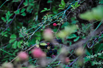 walking around open spaces with woods and flowers