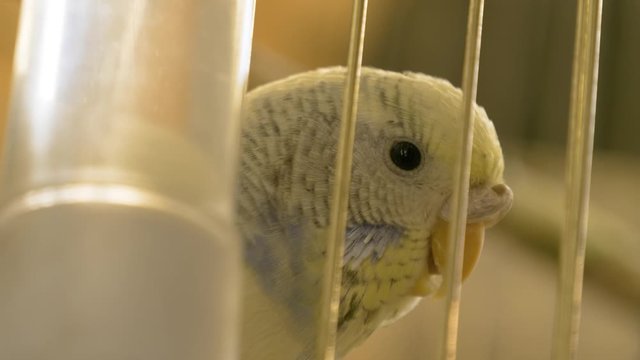 Budgie parakeets . Blue wavy parrot sits in a cage. Budgies in a cage.