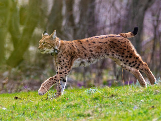 Naklejka na ściany i meble The Eurasian lynx (Lynx lynx) in Paklenica National Park