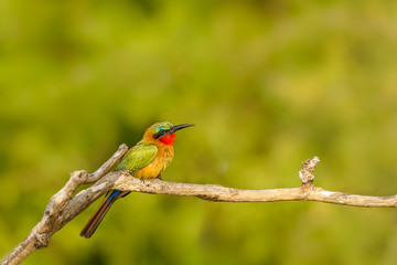 The red-throated bee-eater (Merops bulocki) sitting on the branch, Murchison Falls National Park, Uganda.