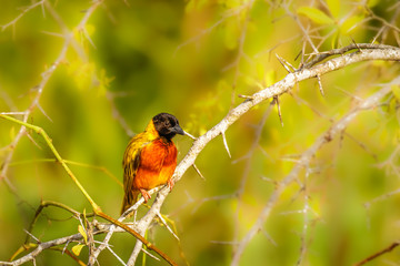 Black-headed Weaver (Ploceus melanocephalus), Murchison Falls, Uganda.