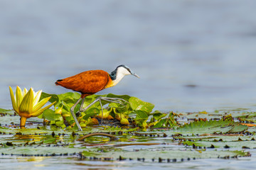 African jacana (Actophilornis africanus)  adult walking on lily pads on the Nile, Murchison Falls National Park, Uganda.