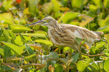 Squacco heron (ardeola ralloides), Murchison Falls National Park, Uganda.