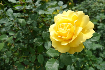 Yellow rose (黄色い大きなバラ)