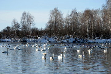 Whooper swans on wintering in the south of Western Siberia. Light Lake. The reserve 