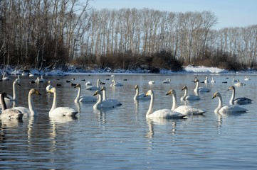 Whooper swans on wintering in the south of Western Siberia. Light Lake. The reserve 