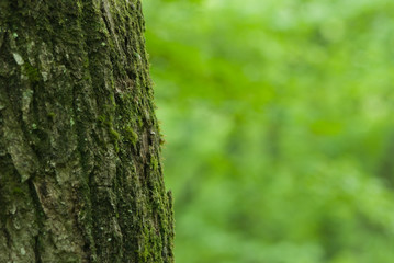 Obraz premium 苔むす樹