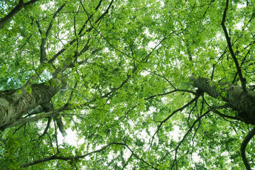 向かい合う2本の新緑の樹