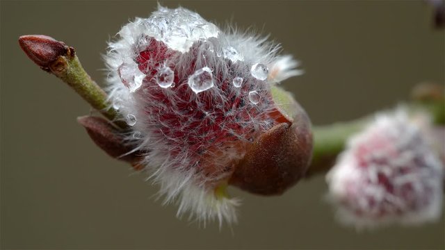 Raindrops on the bud of Japanese Pink Pussy Willow by spring.