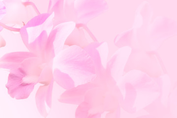 bouquet of beautiful orchid flowers soft pink flora background