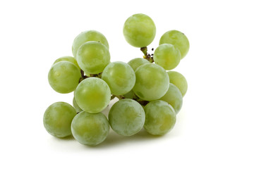 White wine grape