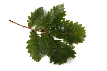 Oak branch