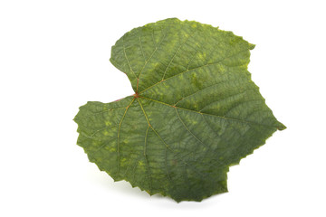Green grape leaf