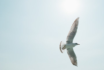 空を舞うカモメ