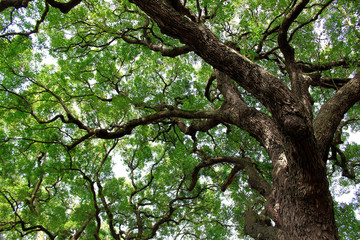 Fototapeta premium Old trees standing widely spreading branches and leaves