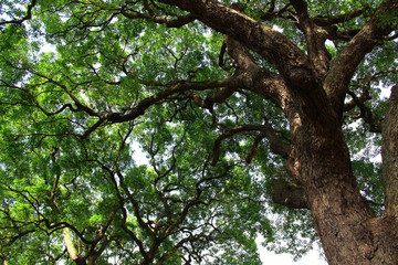Obraz premium Old trees standing widely spreading branches and leaves