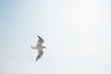 空を舞うカモメ