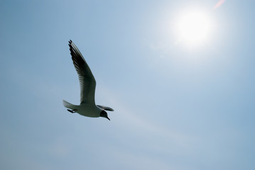 空を舞うカモメ