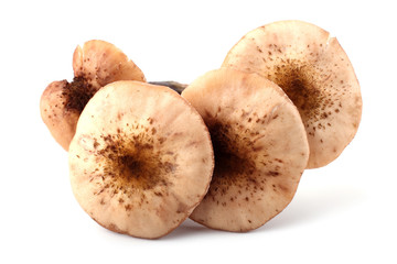 Honey agaric mushrooms