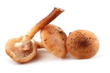 Three honey agaric mushrooms