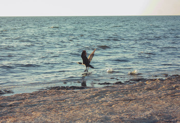 Landscape of Jarylgach Island, Ukraine. Black Sea coast.