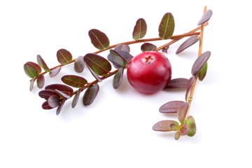 Cranberry and leaves