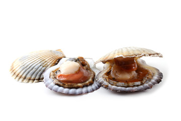 Scallops