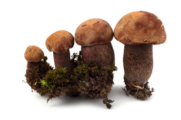 Growing brown boletus mushrooms