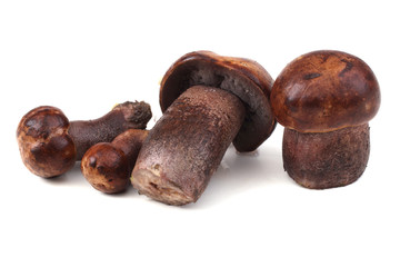 Brown boletus mushrooms