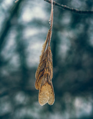 Nature beauty