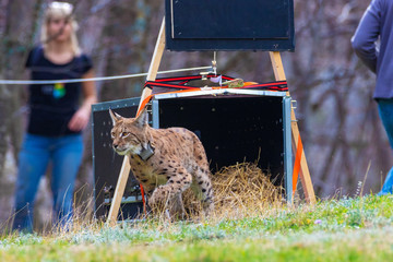 The release of Eurasian lynx (Lynx lynx) named Alojzije in Paklenica National Park © Goran
