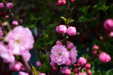 beautiful pink fragrant flowers bloom in spring, 