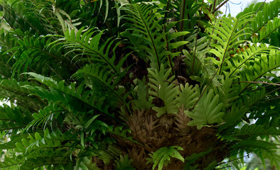 Platycerium - plant that lives by sticking to tree trunks, Platycerium plants in the forest