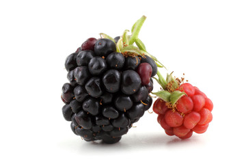 Ripe and unripe blackberries