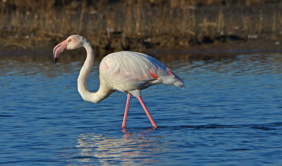 pink flamingo feeding in the lake