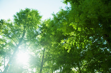 陽射し差込む新緑の樹