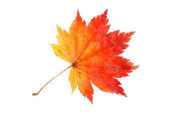 Fototapeta premium Multicolor autumn maple leaf