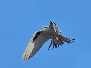 African swallow-tailed (Chelictinia riocourii) in flight