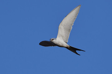 African swallow-tailed (Chelictinia riocourii) in flight