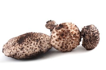 Strobilomyces strobilaceus (