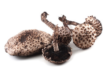 Obraz premium Strobilomyces strobilaceus (